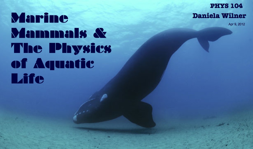 Marine Mammals & The Physics of Aquatic
        Life. By Daniela Wilner, for PHYS104. Apr 9 2012.
