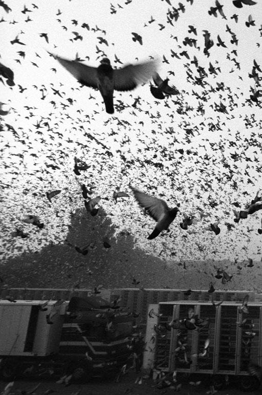 pigeons
              cropped