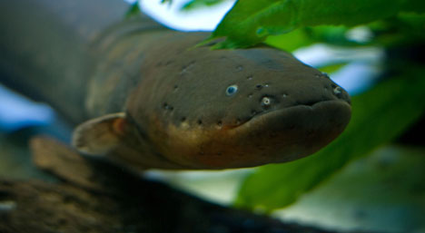 Electric Eel photos, Pictures of Electric Eel , Pictures of Electric Eel , Electric Eel photos free, Hq photos