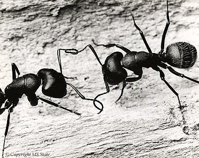 Ant Communication
