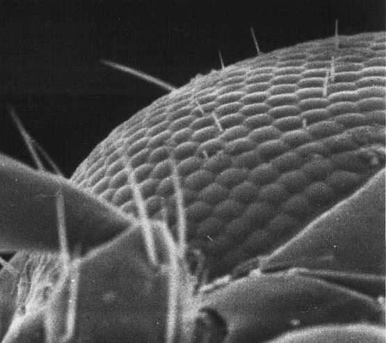 Close up of a
                compound eye showing corneas of approximately 450
                ommatidia