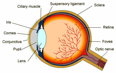 basic structure of the human eye