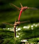 mating dragonflies