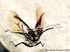 Stag beetle in flight with dark elytra held above flight
        capable wings