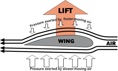 wing