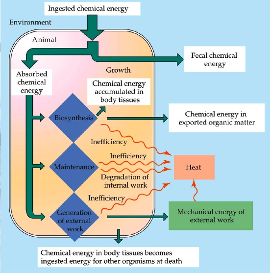chart of
how energy flows into & out of an organism & the
transformations it goes through