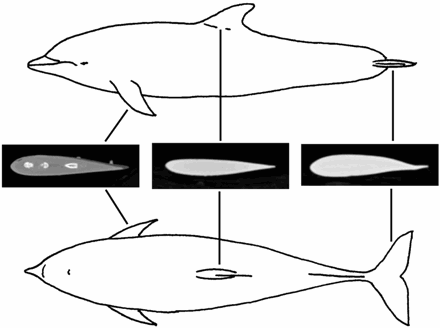 dolphins are shaped like torpedos