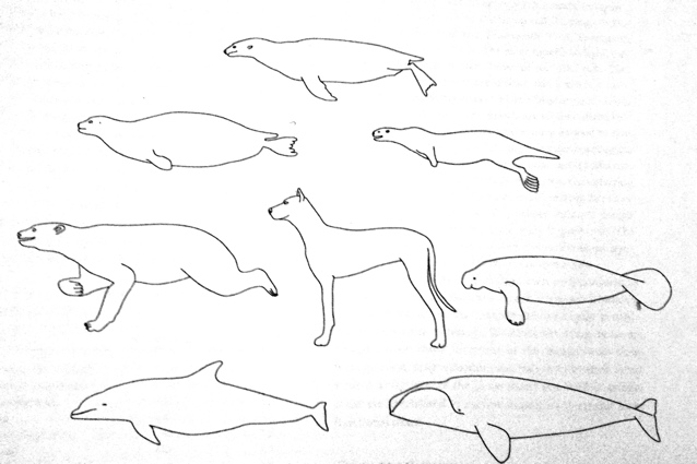 shapes of a
                dog, a polar bear, and several marine mammals