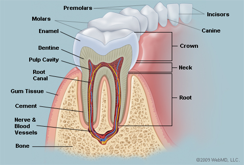 Human Tooth Anatomy Diagram