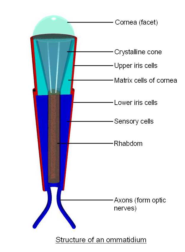 basic structure of an insect ommatidium