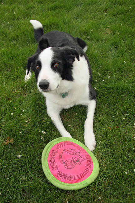 dog and frisbee