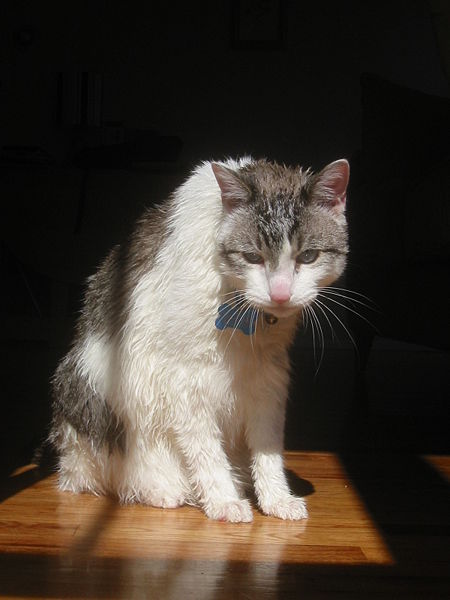 wet cat