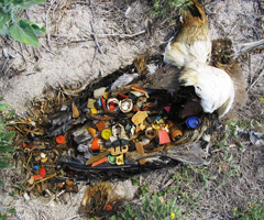 The stomach contents of an albatross
                      indicate the consequences of plastic trash in the
                      environment.