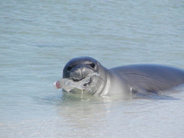 Another example of
                    wildlife mistaking plastic for food.