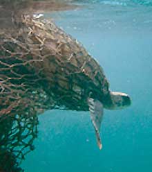 A sea turtle caught in discarded fishing
                    net, a major component of destructive garbage in the
                    oceans