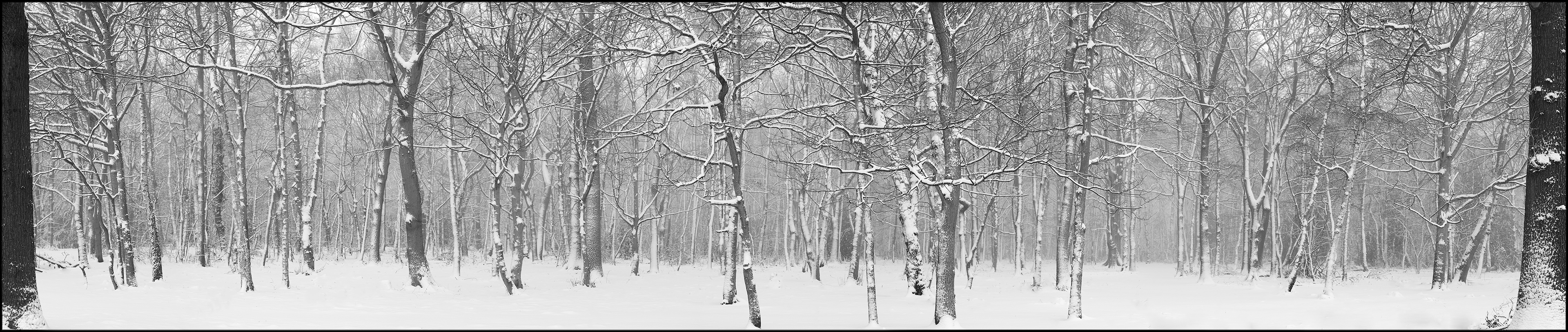 woods