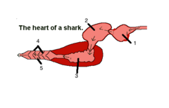 Cartoon of conus arteriosus