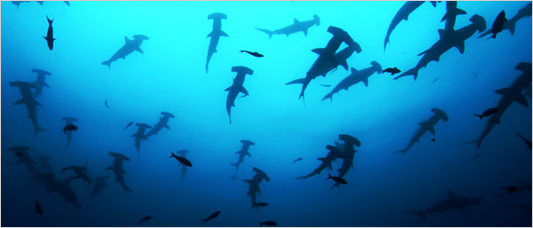 School of hammerhead sharks