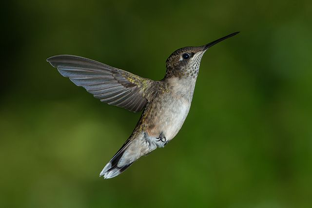 Hummingbird in Flight