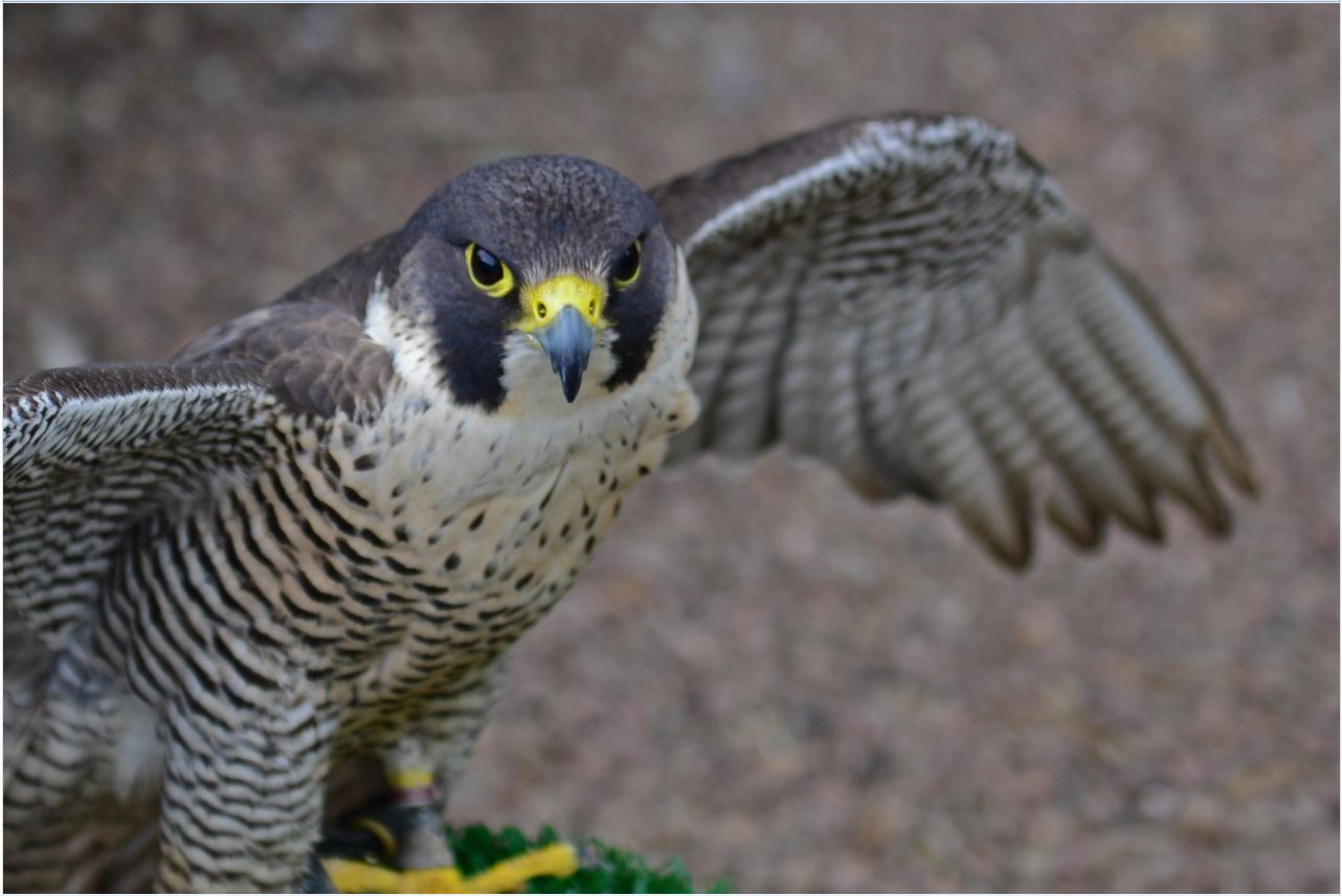 Falcon with Outstretched
                      Wing