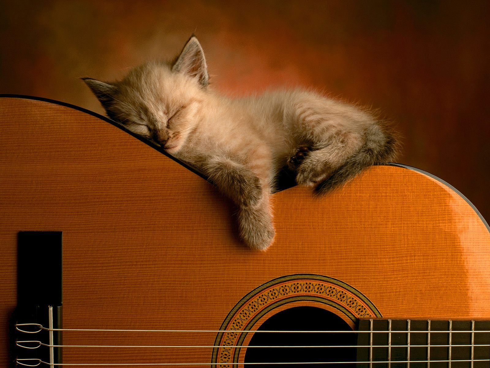 Bibliography The Physics Of Acoustic Guitars,Shiniki No Campiones Wiki