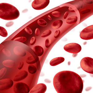 Blood cells and vessel