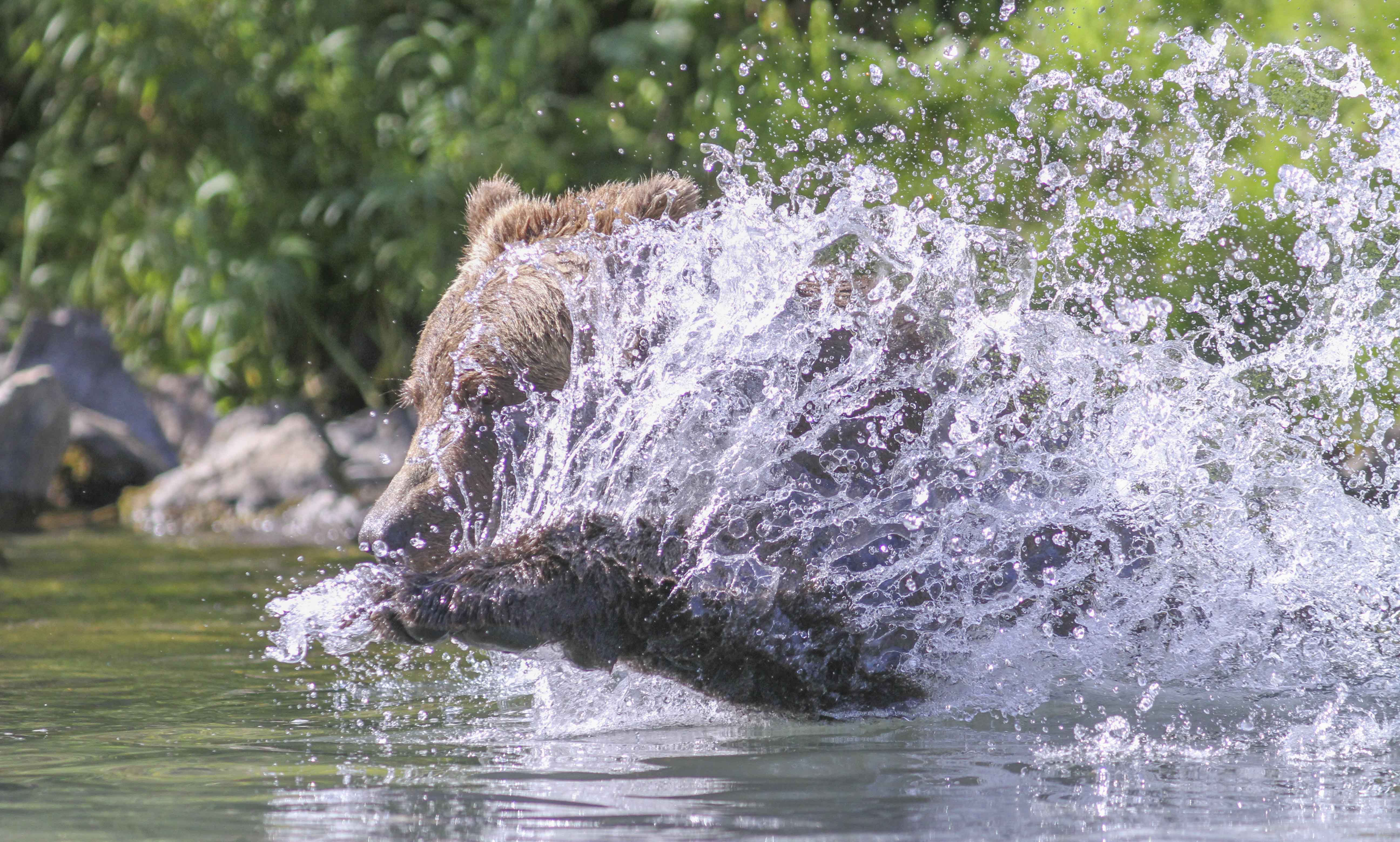 Brown Bear fishing for his next
                meal