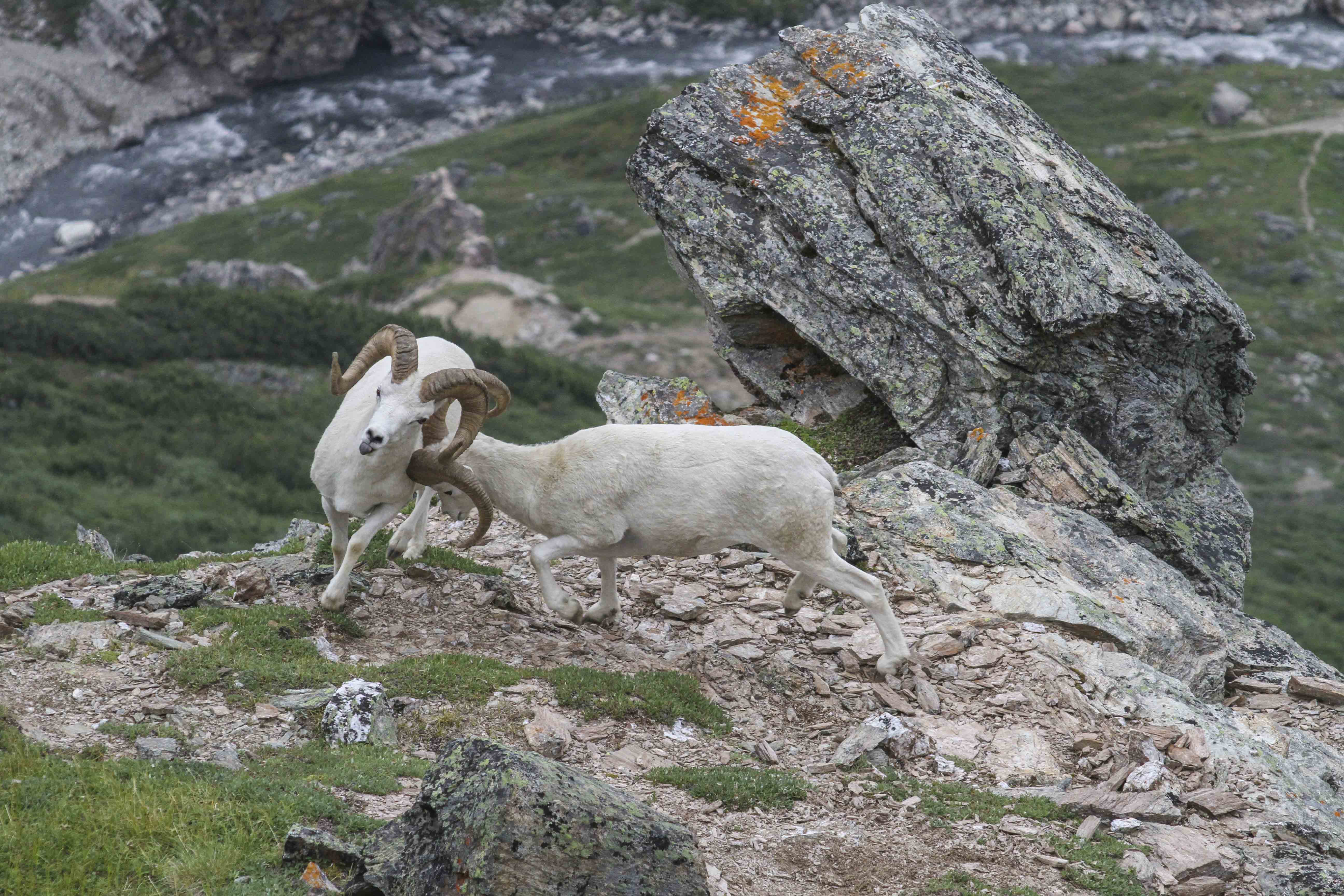 Dall Sheep Rams
                fighting