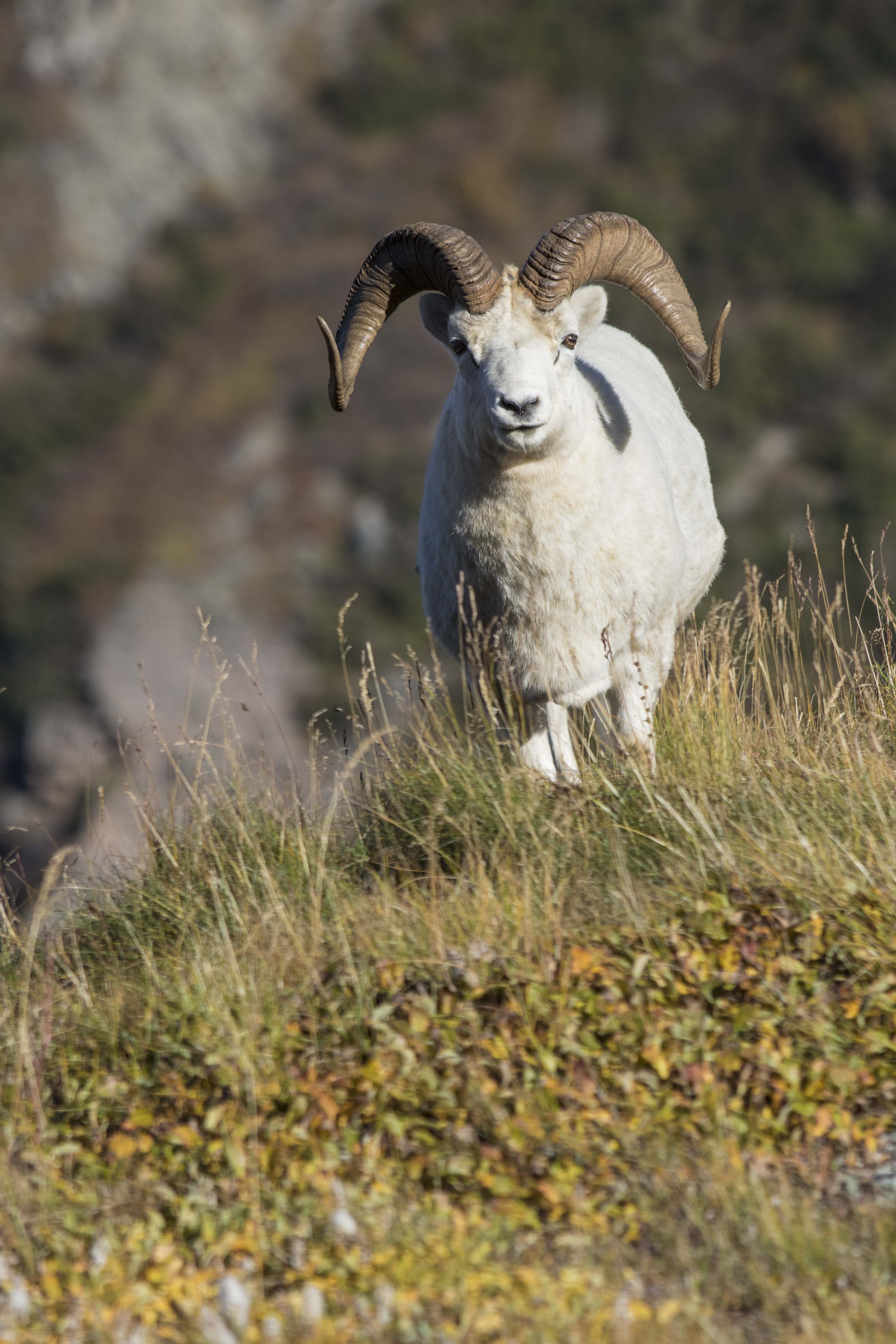 Dall Sheep Ram
                photographed in Denali