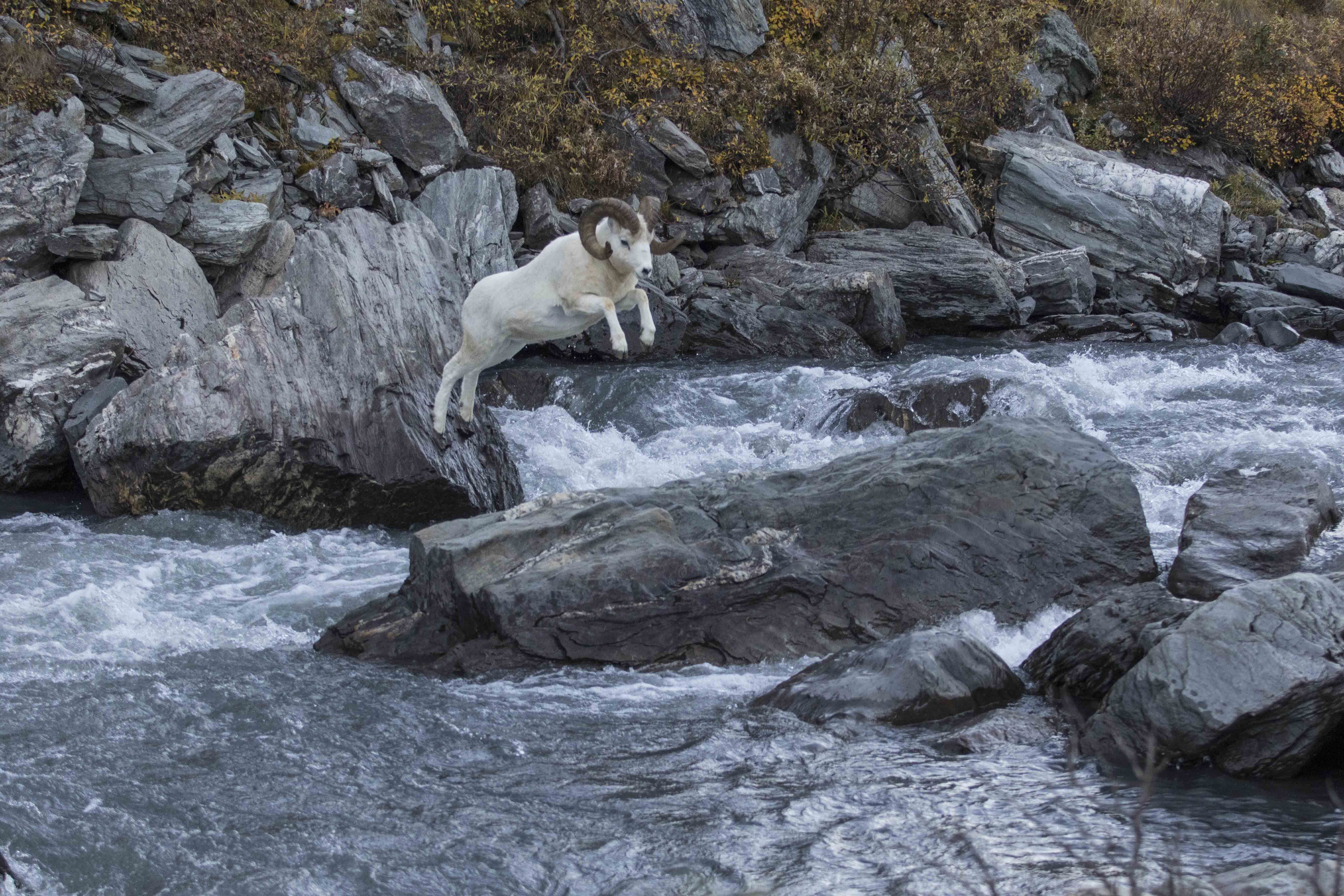 Dall Sheep Ram
                jumps over a small river