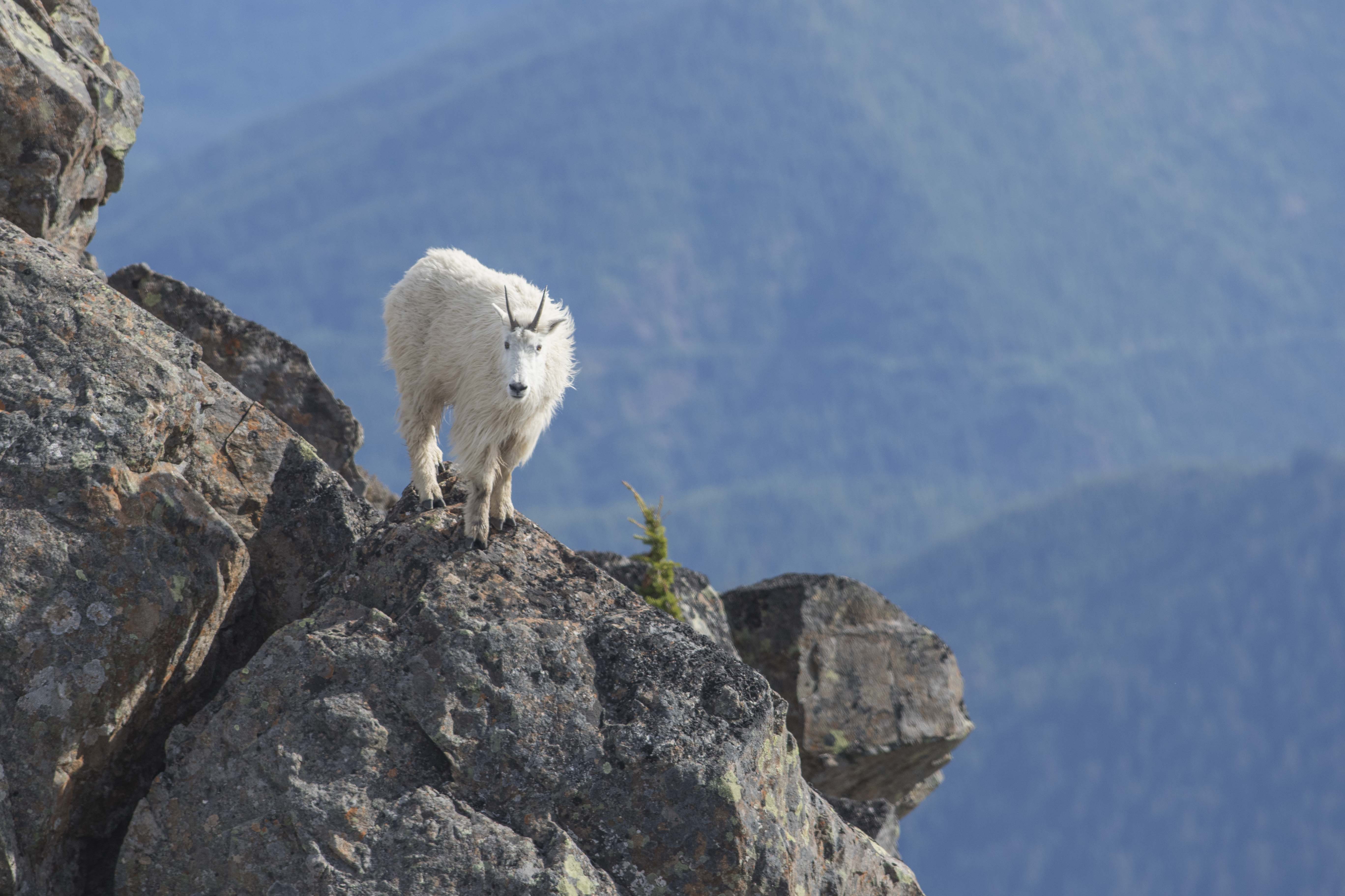 Mountain Goat