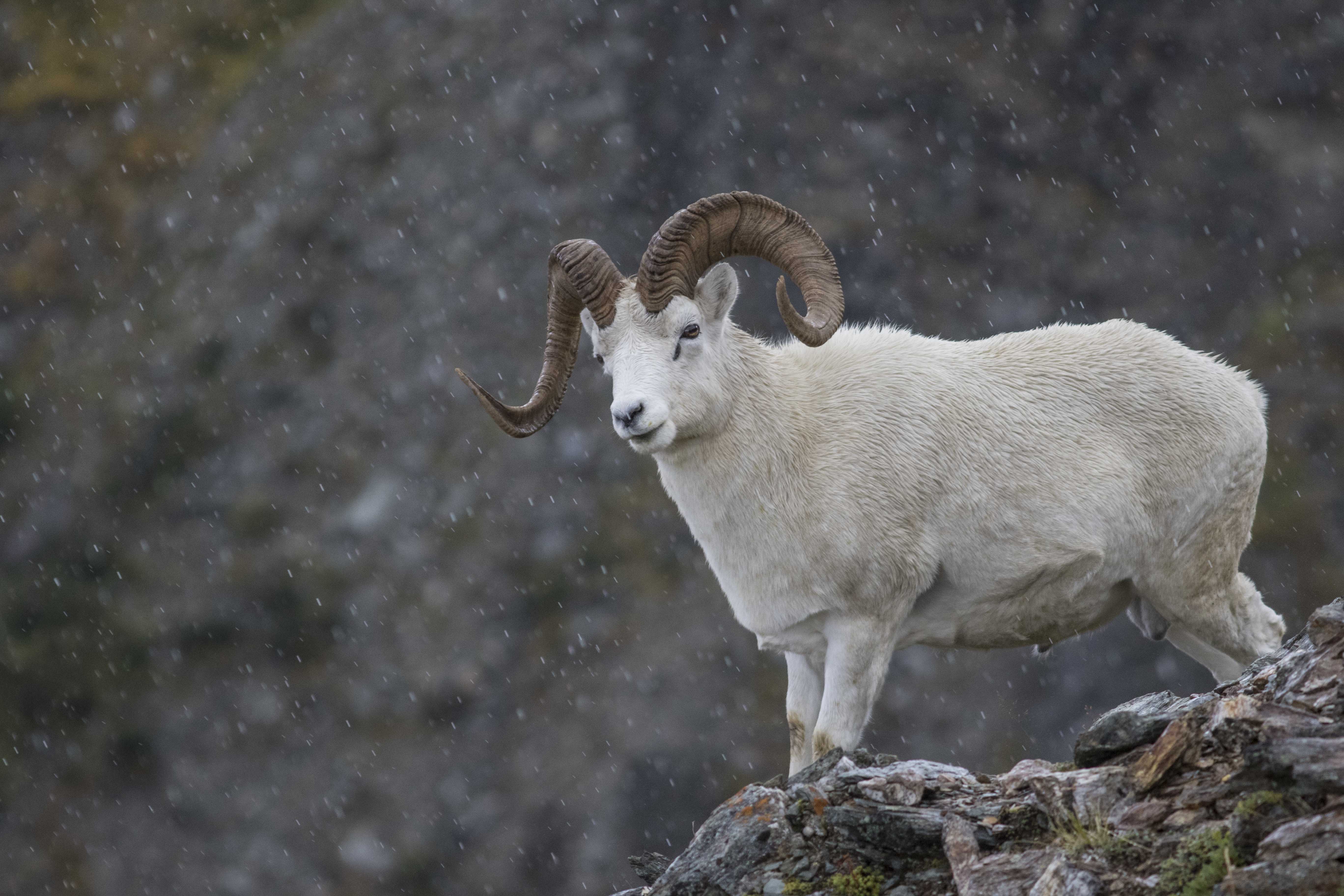 Dall Sheep Ram
                stands atop a mountain ridge in the rain