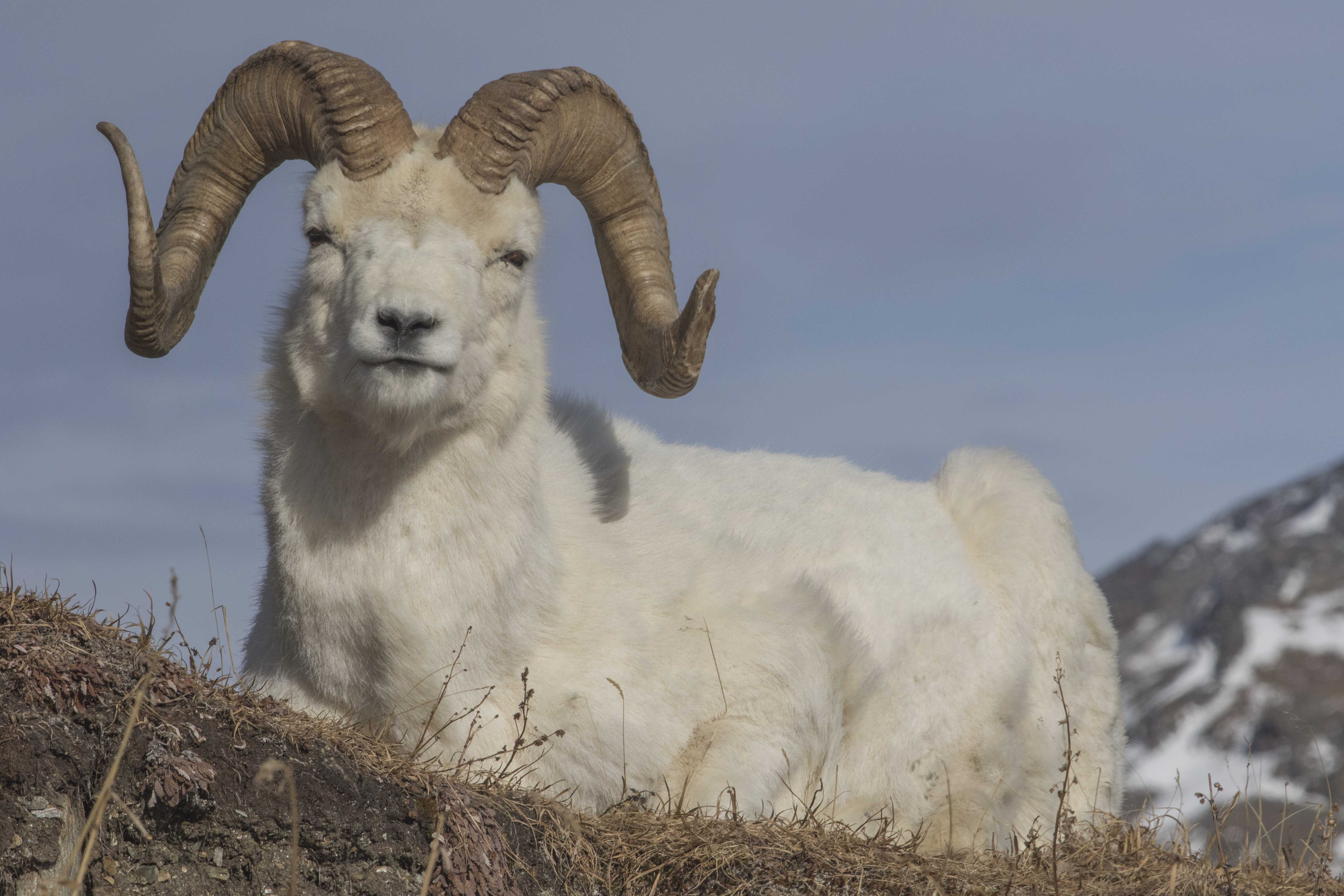 Dall Sheep on a
                cold, windy day