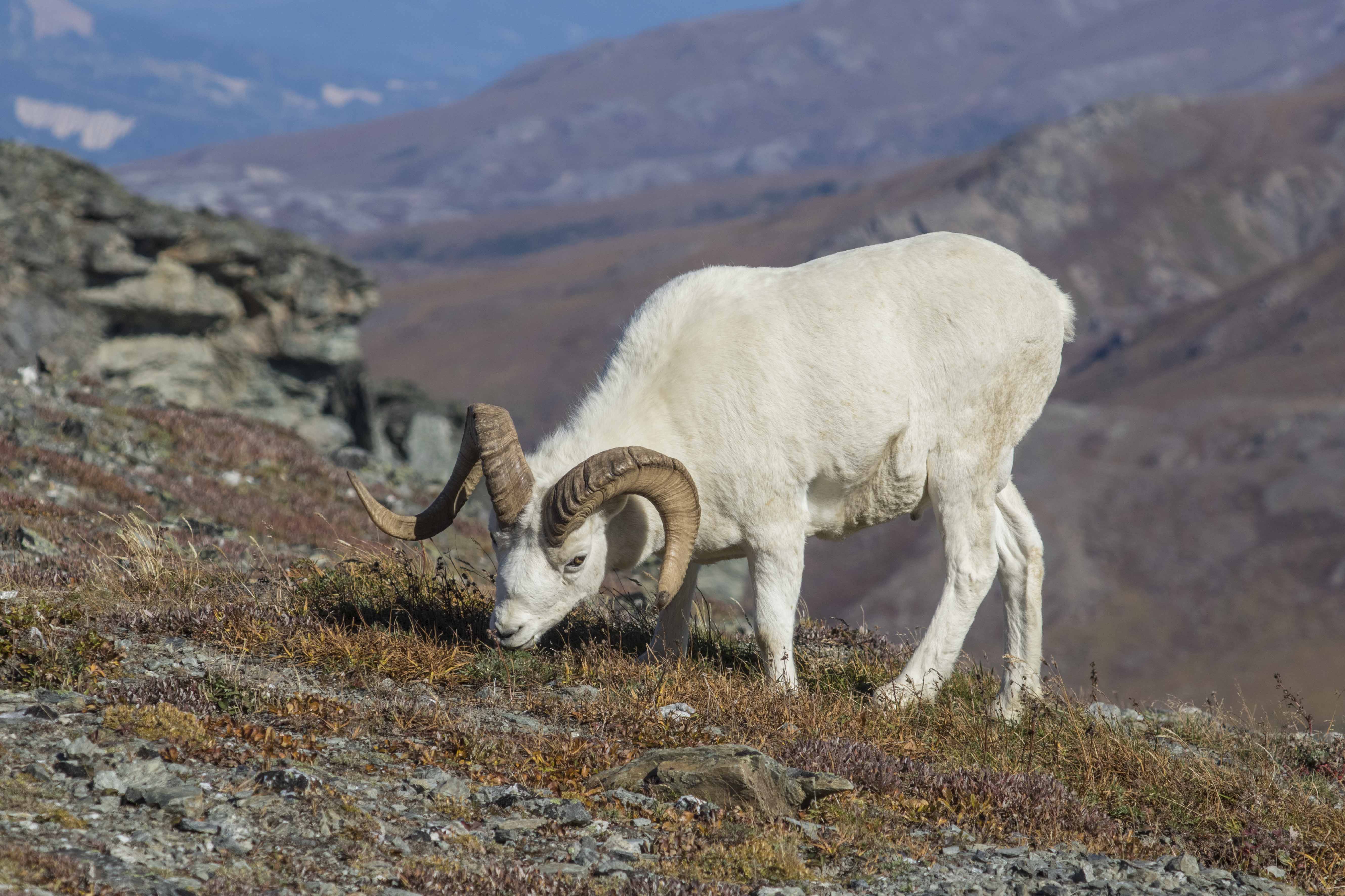 Dall Sheep