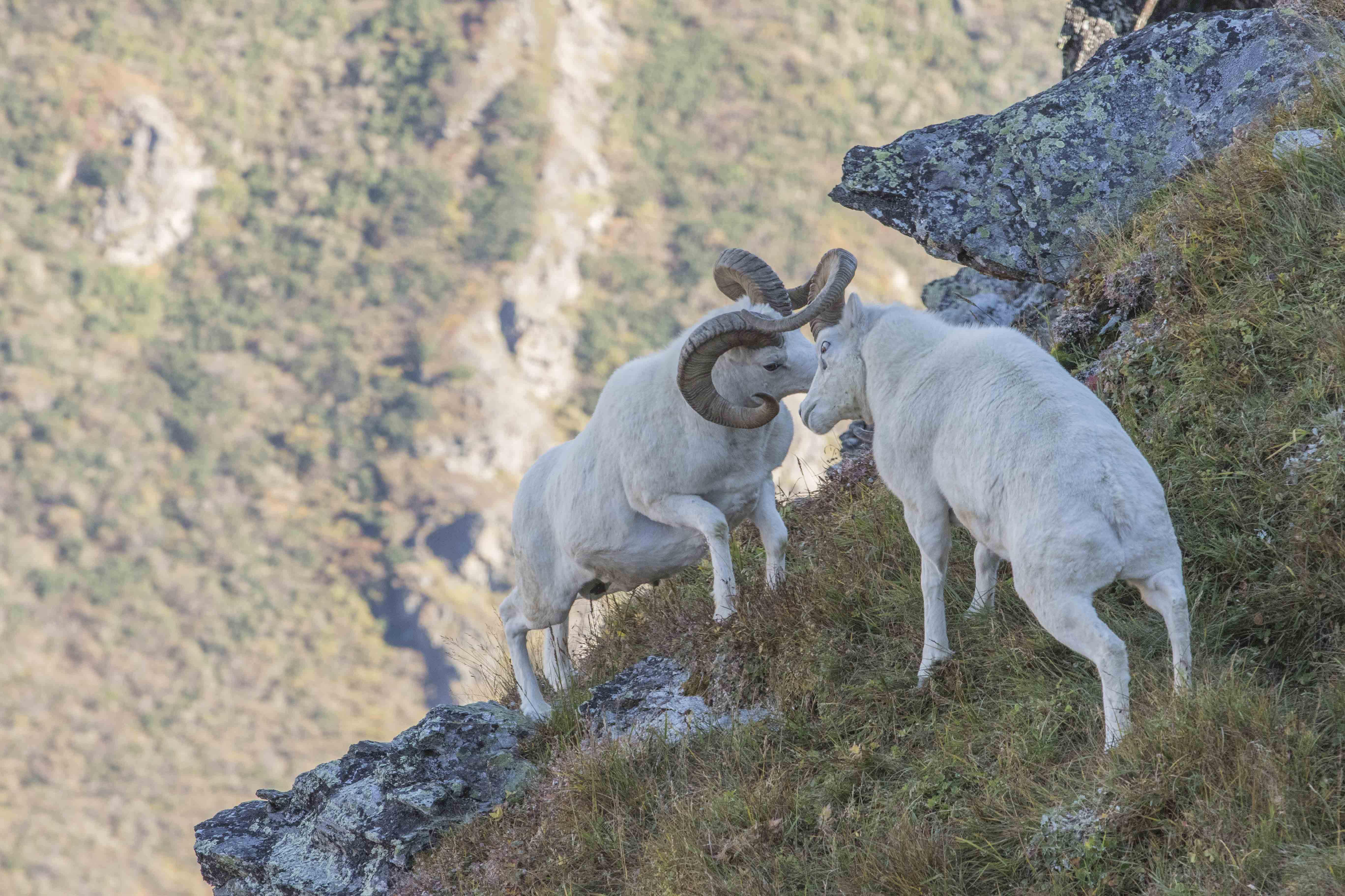 Dall Sheep Rams Fighting
