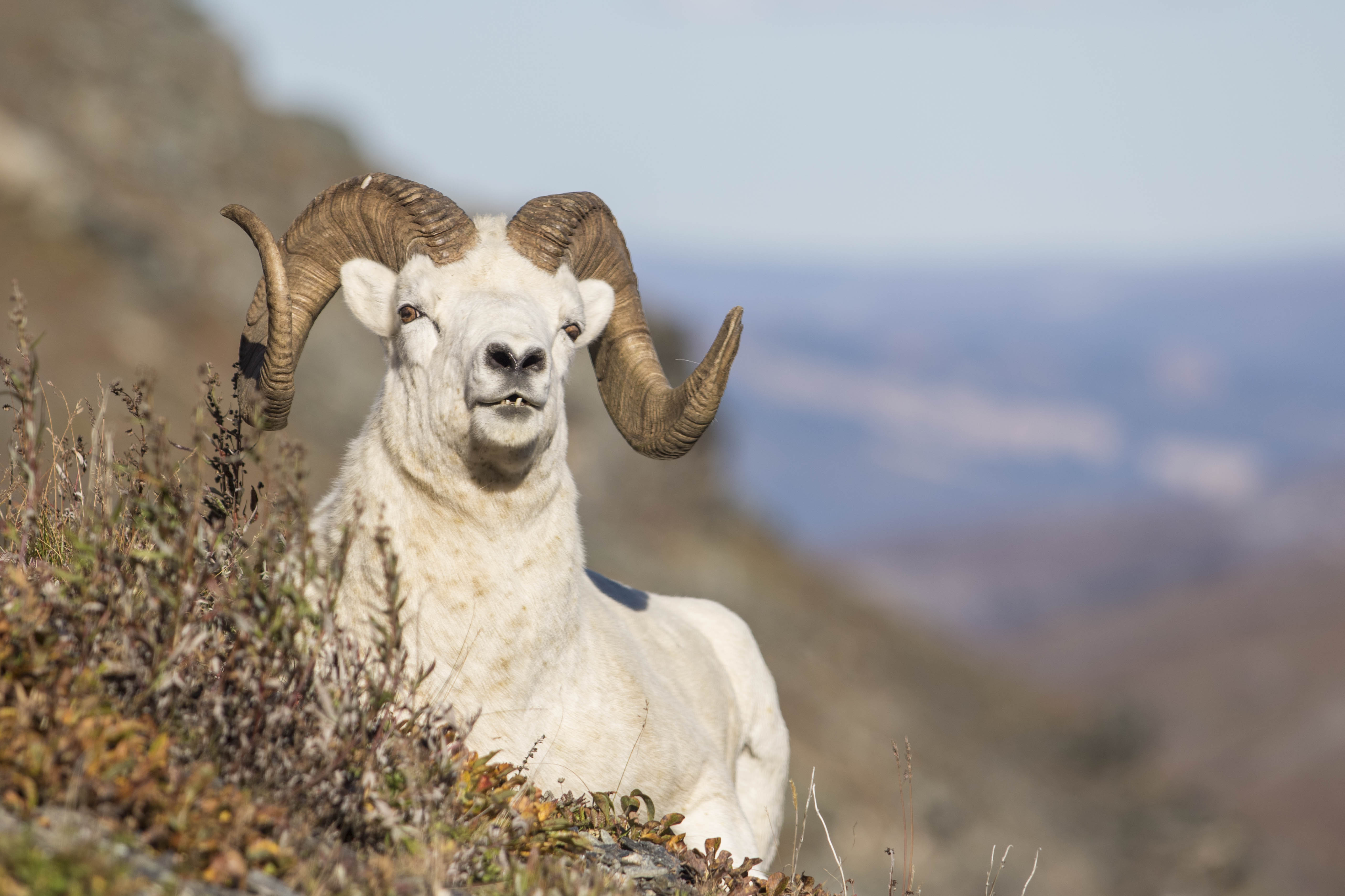Dall Sheep
                  Image
