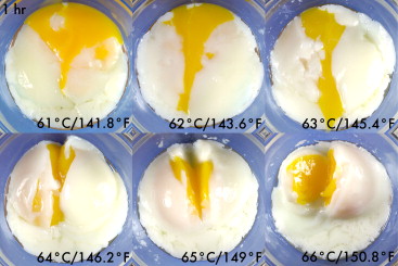 Egg Temp Comparison