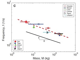 Graph of relationship between cat mass and lapping frequency.