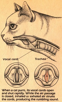 Diagram of how cats purr.
