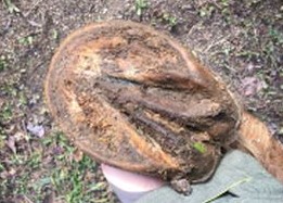 Image of the bottom of a
                  horse hoof