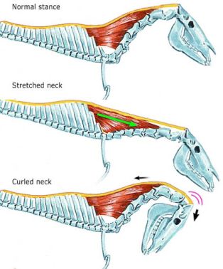 Image showing the structures
                of the ligaments in a horse's neck at different head
                positions.