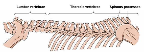 Diagram of the parts of a
                horse's spine