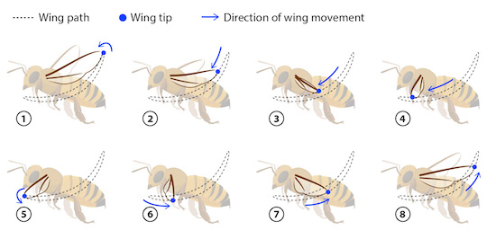 bee flight