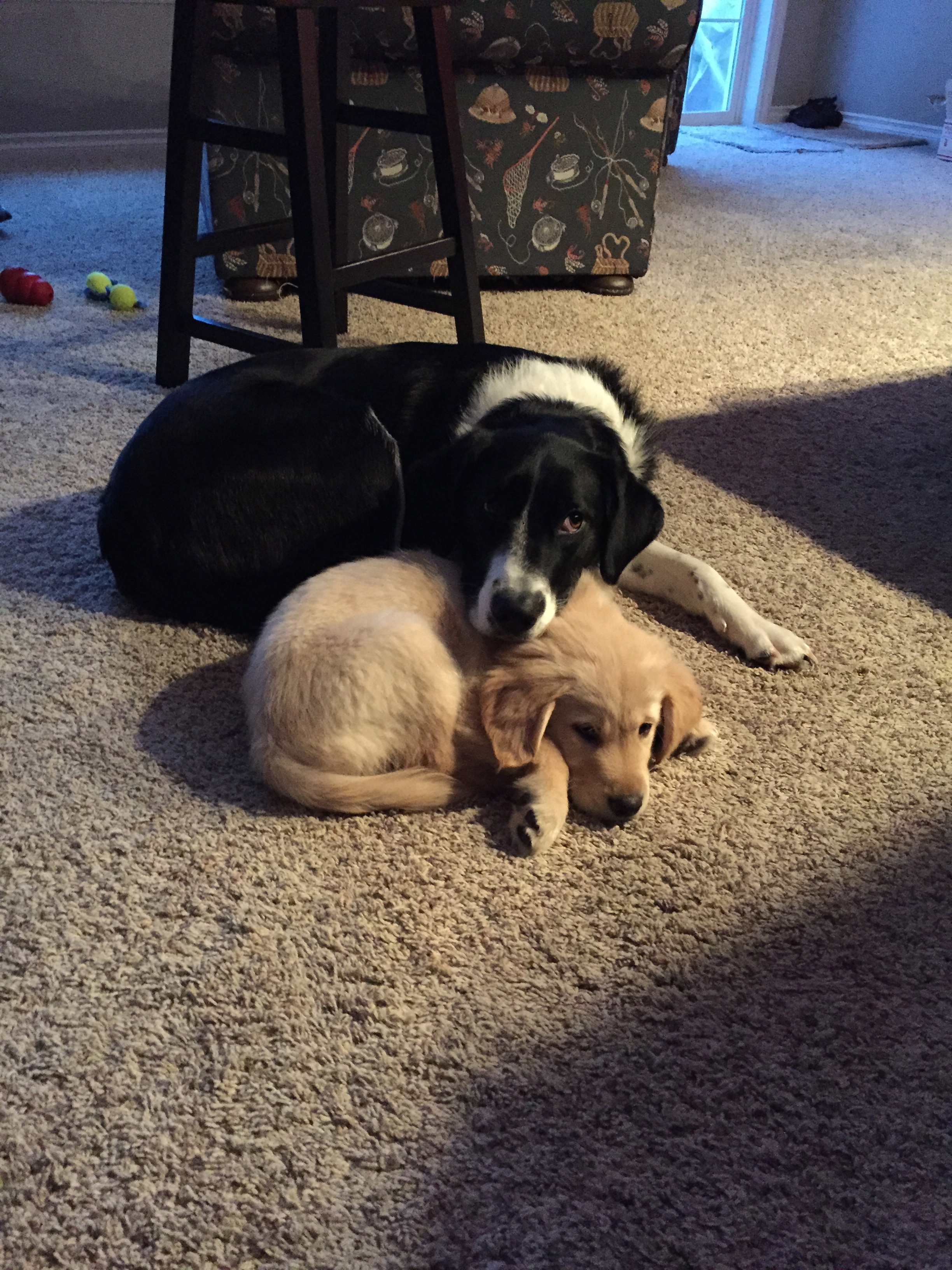 Animalstogether