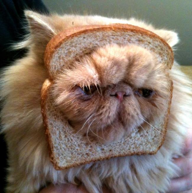 catbreading