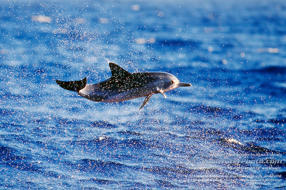 Hawaiian Spinner Dolphin Baby Jumping, Masa Ushioda Photography