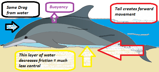 Forces on Hydroplaning dolphin