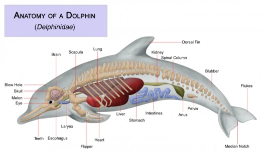 Anatomy of
              Dolphin