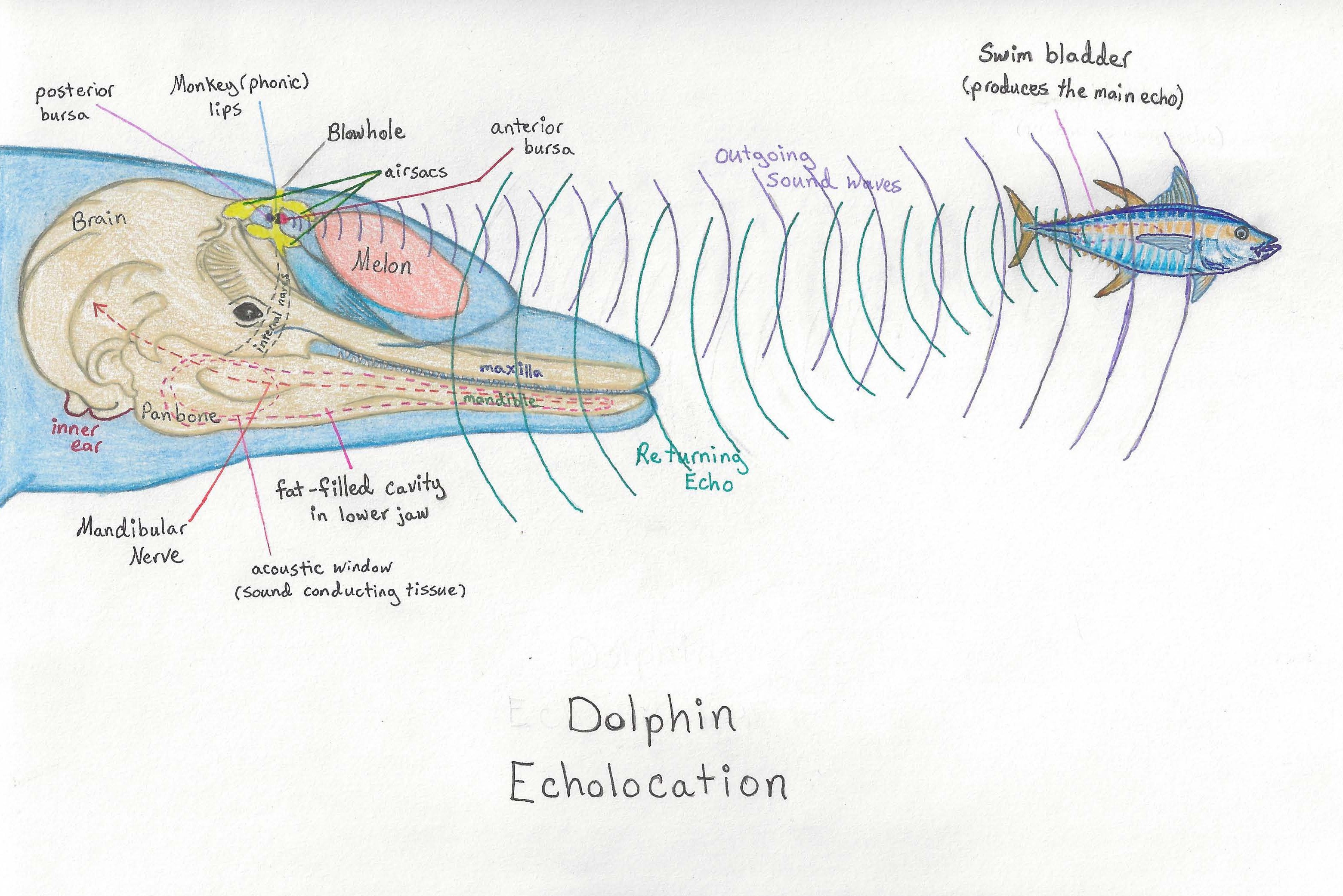 Dolphin echolocation