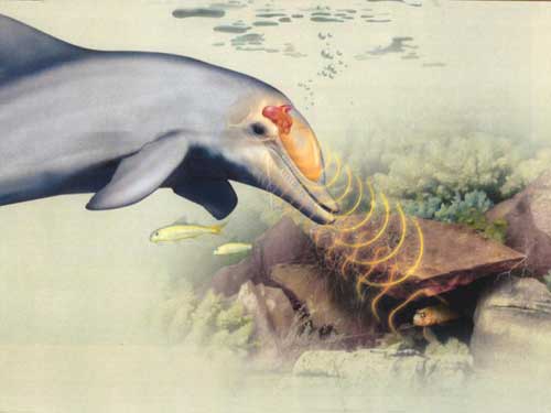 Dolphin using
              echolocation